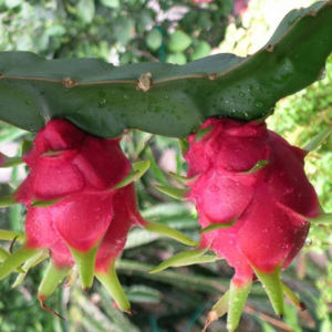 Экзотика на фруктовой полке. Как выбрать и что ждать от тропических плодов