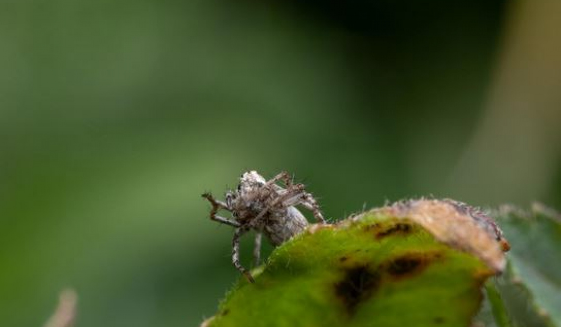 Клещ цепляется до морозов. В области у 54 пациентов подтвержден клещевой энцефалит