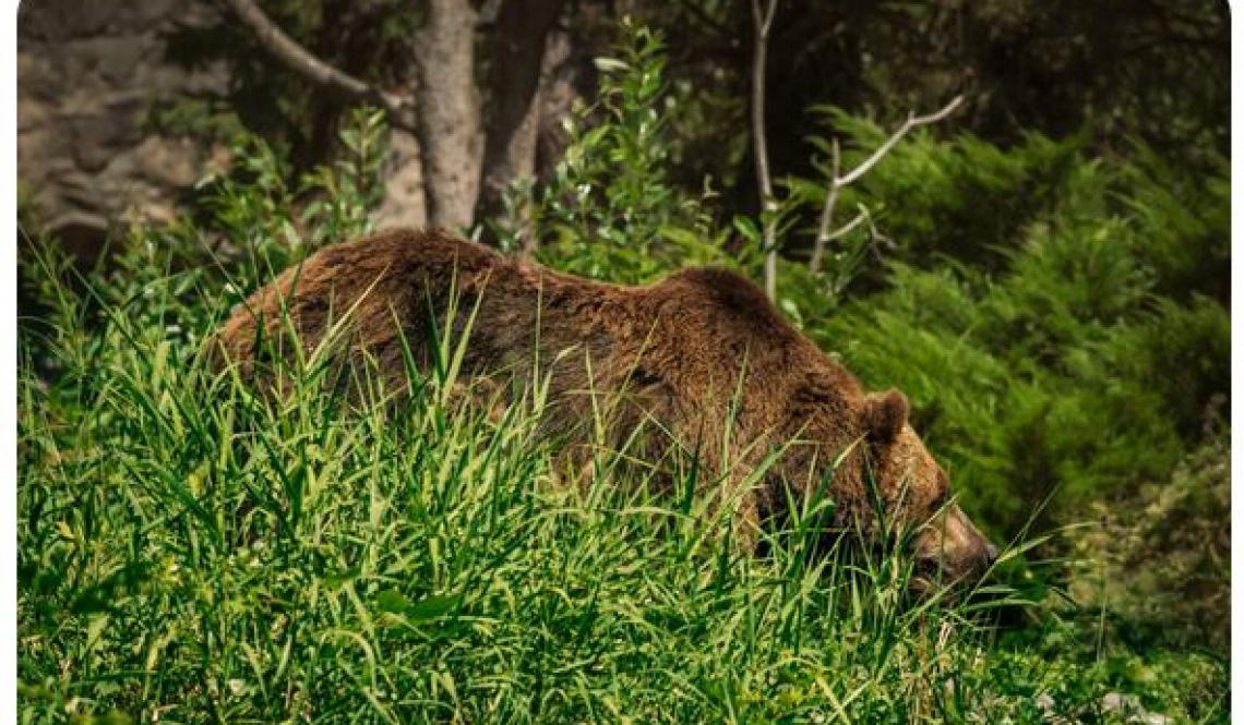 Медведь бродил у артемовского поселка Буланаша — следы четкие!