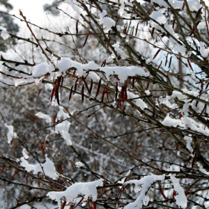 В Артемовском возможны дождь, снегопад, на дорогах гололедица