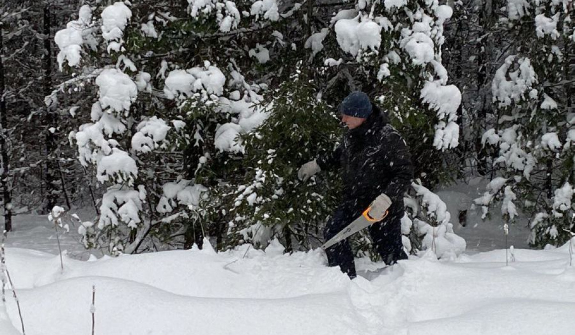 Новогодняя ель по закону. А в Егоршинском лесничестве купить ее можно?