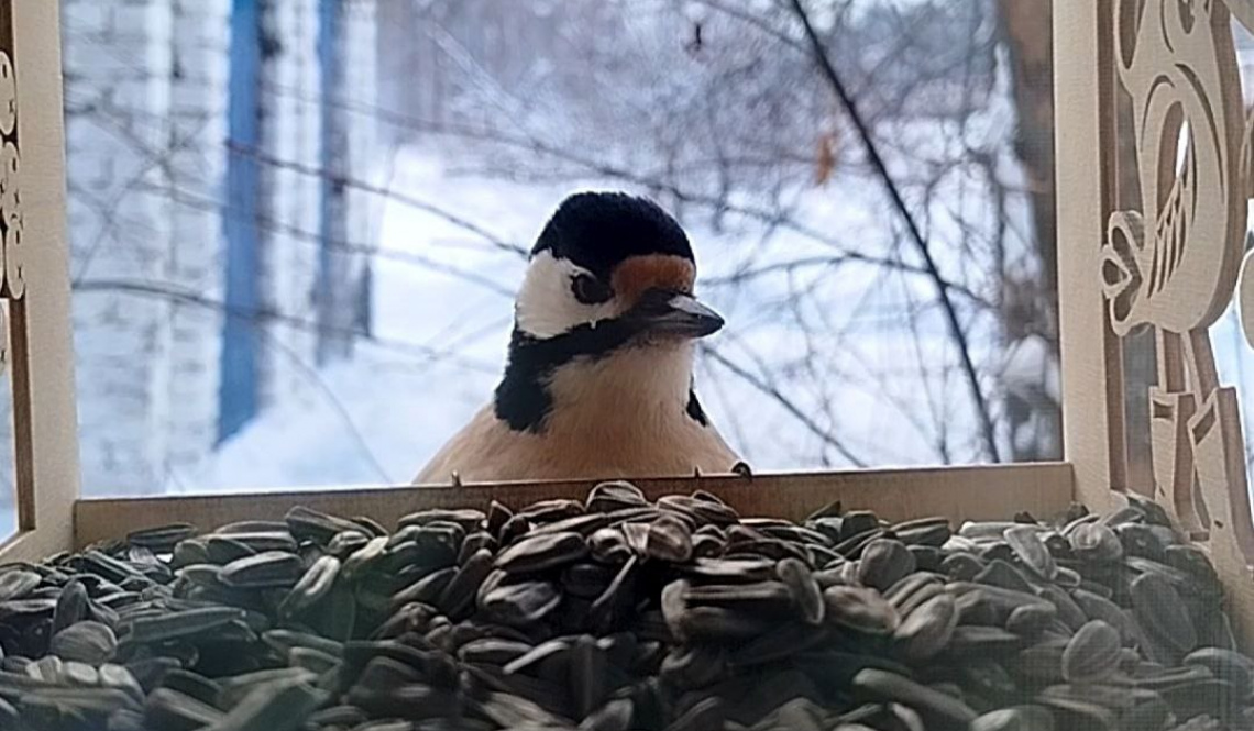 Каждое утро к кормушкам жителей Артемовского прилетают птицы