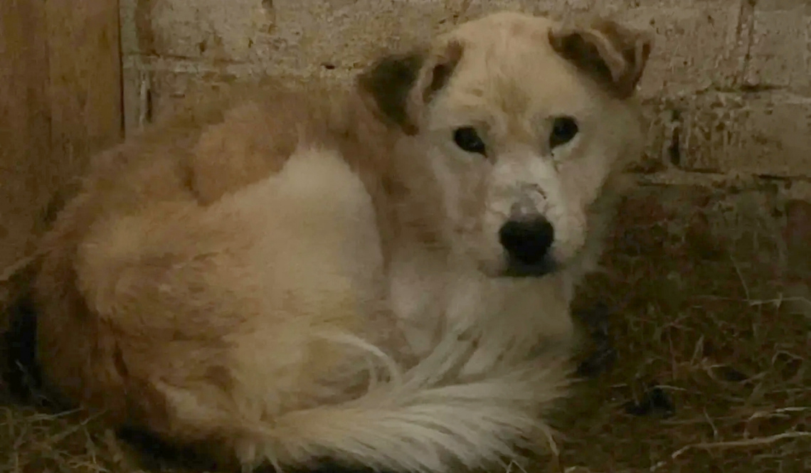 Отлов бродячих собак в Артемовском - под вопросом.