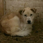 Отлов бродячих собак в Артемовском - под вопросом.