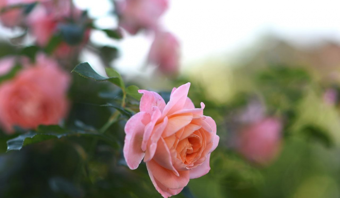 "Вы всегда сохраняете внутренний свет!" Артемовских милых женщин поздравляют с праздником 8 марта!