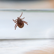 Клещи есть, вакцины для прививок нет ни в Артемовской ЦРБ, ни в аптеках. А почему?