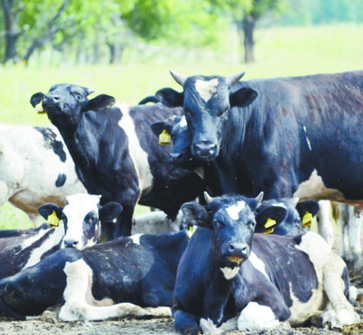 В Артемовском районе разводили племенной скот голштинофризской породы. Сейчас осталось лишь несколько коров в частных хозяйствах.