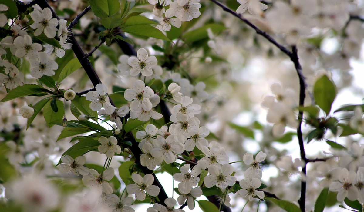 Холода возвращаются с цветением черемухи - обычно в 2-=ых числах мая.