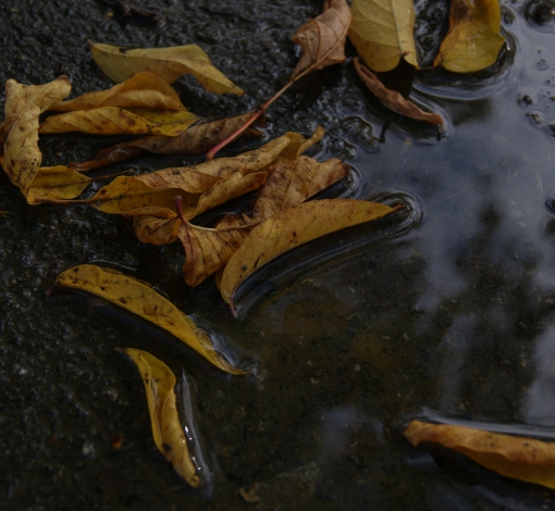 Холод, мокрый асфальт и гнилые листья...