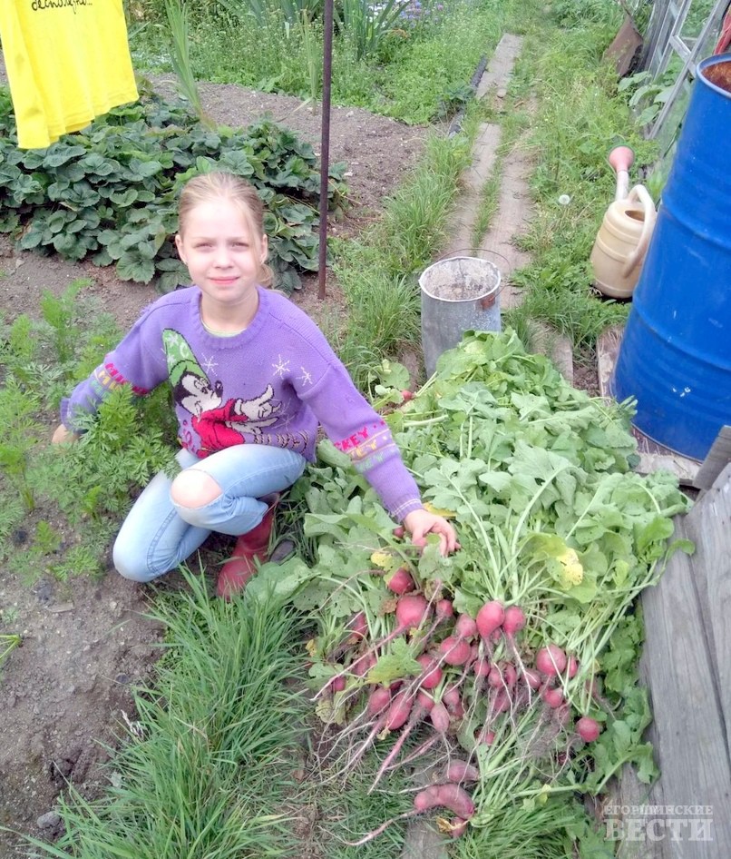 Катя Семенцова собрала урожай редиски. Фото: Марина Семенцова.