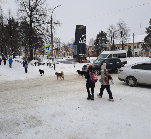 Стаи собак разгуливают в центре города