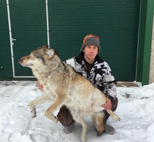 Такой волк был добыт этой зимой в красногвардейских лесах егерем Р. Виноградовым