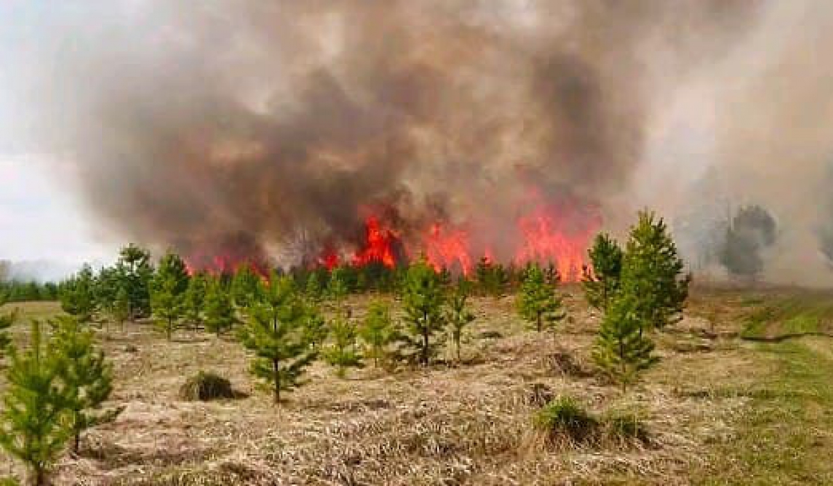 Лес горит в десятке км от города, если брать по прямой. Огонь разгорается, а помогают ему ветер и сухая трава.