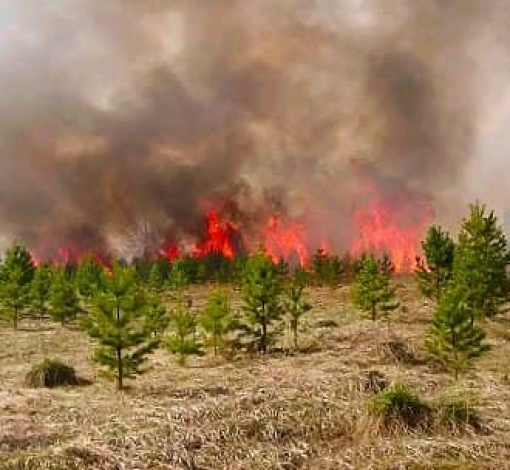 Лес горит в десятке км от города, если брать по прямой. Огонь разгорается, а помогают ему ветер и сухая трава.
