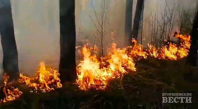 Пламя уничтожает лесные массивы. Фото: Алексей Соколов.