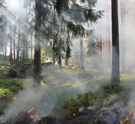 Пожар угрозы селам не представляет, говорит директор Егоршинского лесничества