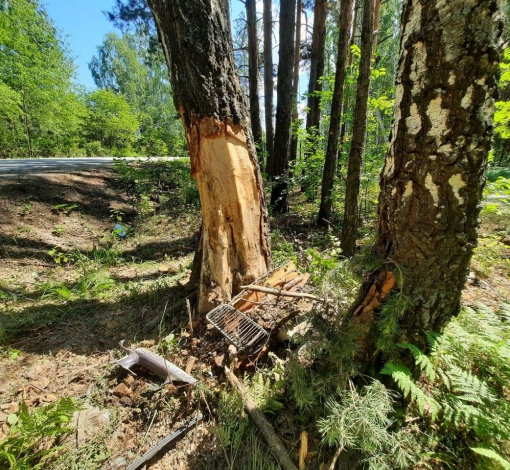 По состоянию дерева можно судить - какой силы был удар врезавшегося автомобиля.