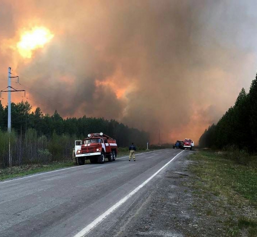 Лес горит возле автомобильных трасс.