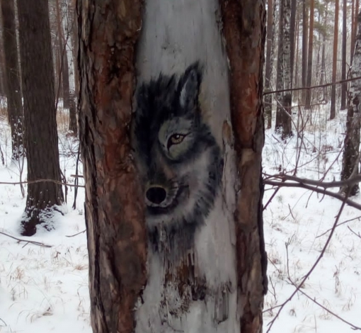 Волк выглядывает из-за дерева и наблюдает за проходящими по "Тропе здоровья"