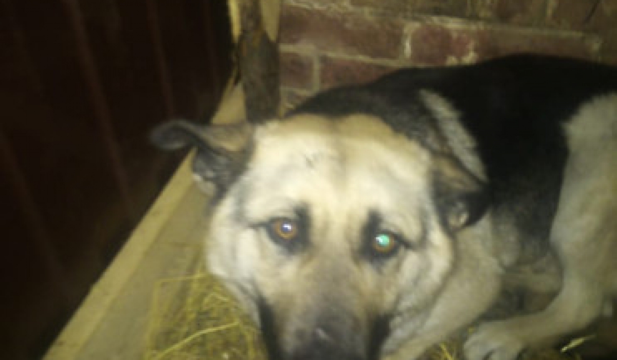 Одна из собак, пойманных в Артемовском. 