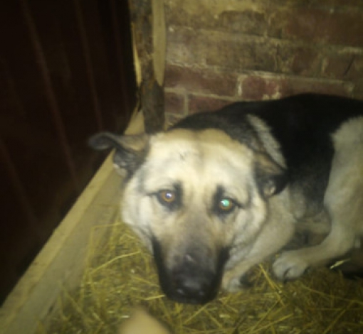 Одна из собак, пойманных в Артемовском. 