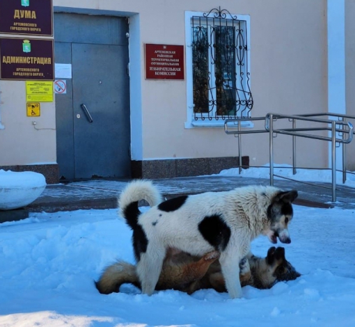 Бродячие собаки - беда Артемовского.