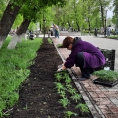 В Артемовском сквер Победы украсят 3 тысячи цветов
