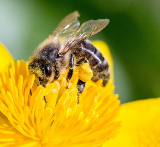 Пчелы давно уже проснулись и работают не покладая "рук".