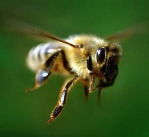 Если пчеловоды владеют информацией о проводимых обработках, семьи пчел остаются живыми и здоровыми
