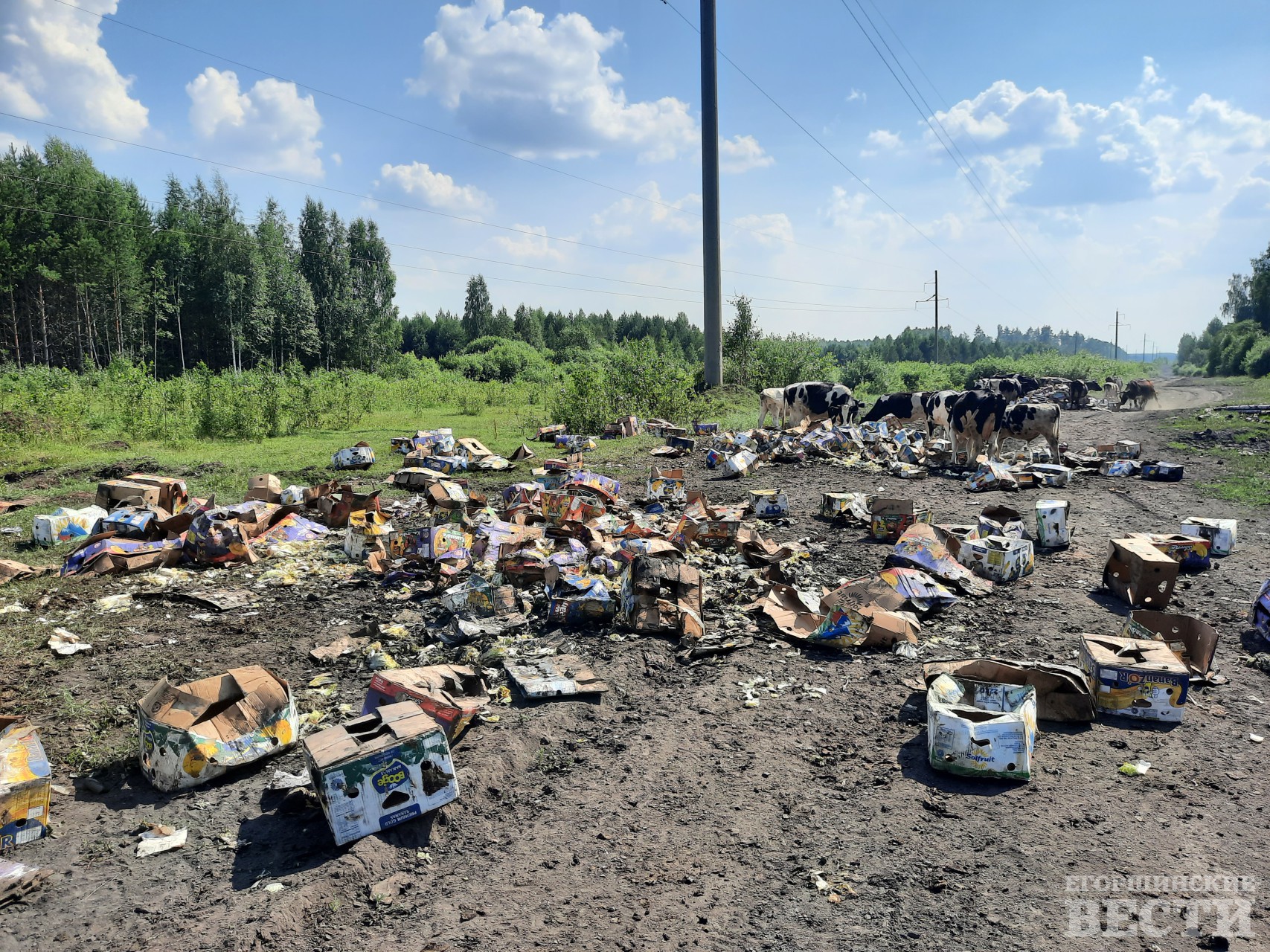 Экологическое ЧП. На обочине у поселка в Артемовском районе выбросили  машину испорченной пекинской капусты