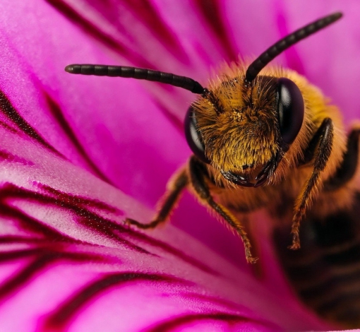 Пчелы могут пострадать, будьте внимательны, владельцы! 