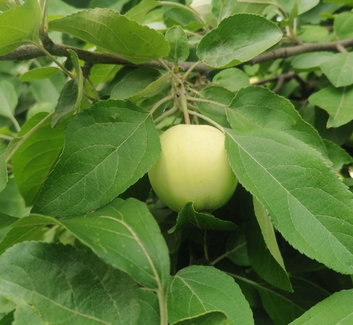 Недозрелые яблоки содержат витамины, микроэлементы, являются источником легкоусвояемого железа