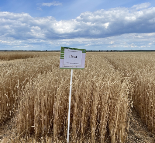 Через 3 года новый сорт Уральской пшеницы пополнит федеральную коллекцию сортов госреестра.