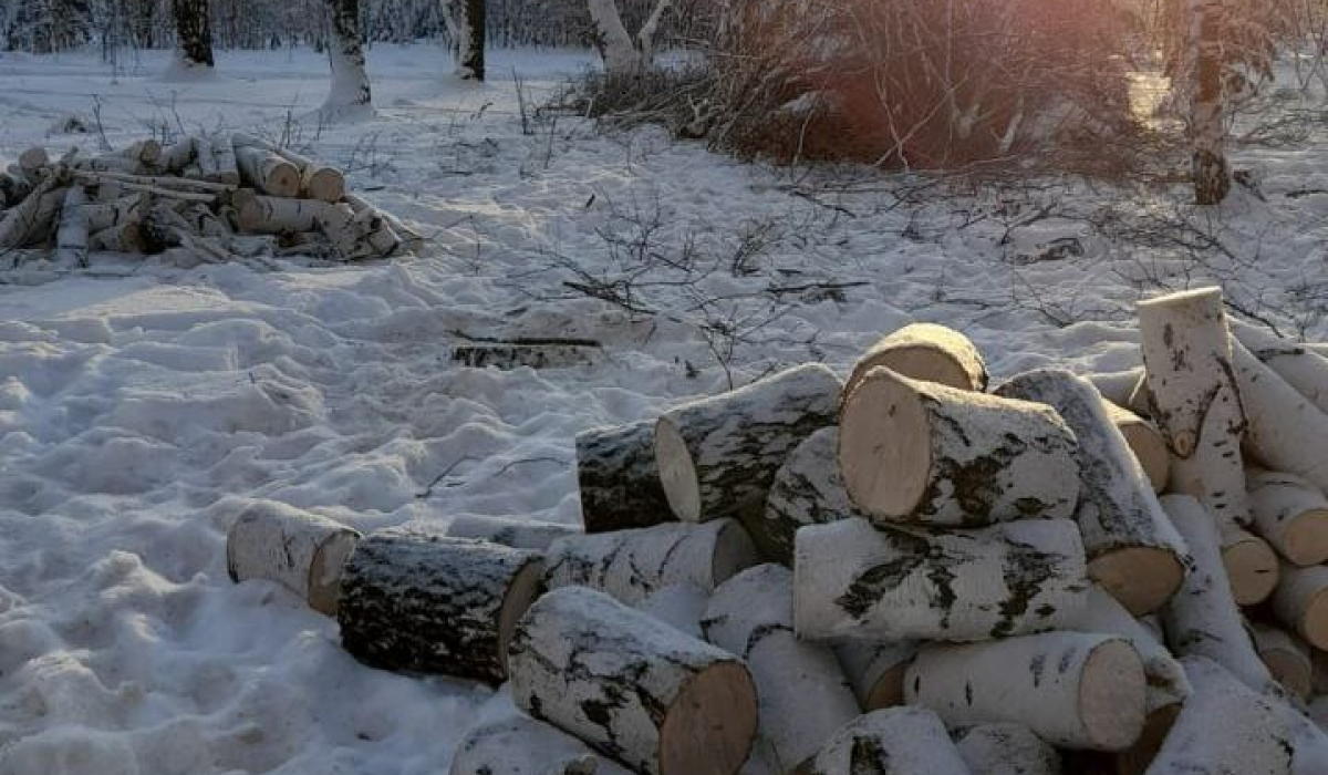 Дерзкая кража? В Артемовском на дрова срубили развесистые березы