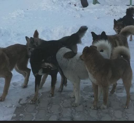 Безнадзорные собаки бродят стаями. С такими и взрослый не справится! 