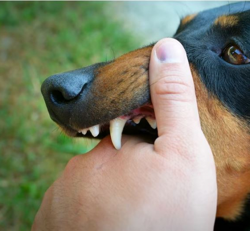 За нападение бродячей собаки можно получить компенсацию морального вреда.