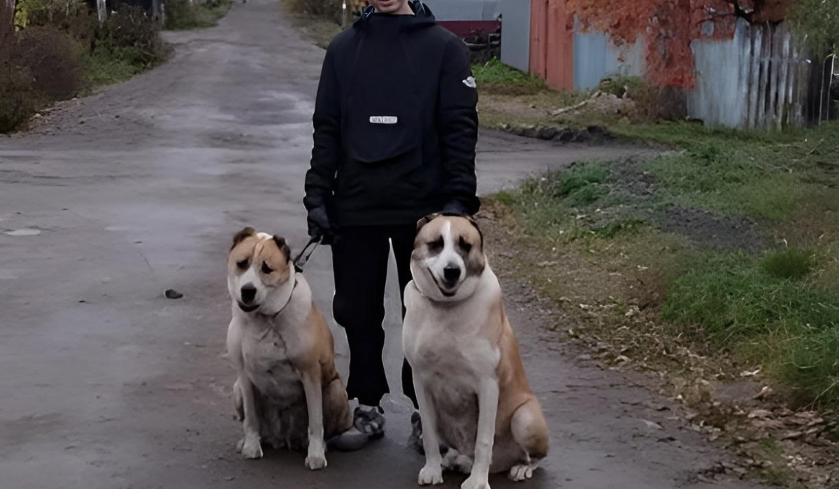 В Артемовском чудеса случаются даже для собак. Алабай Ричард вернулся к  собственной матери