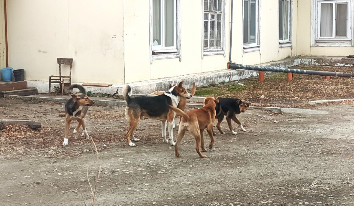 Сколько все же отловили? Бродячие собаки вновь в центре внимания