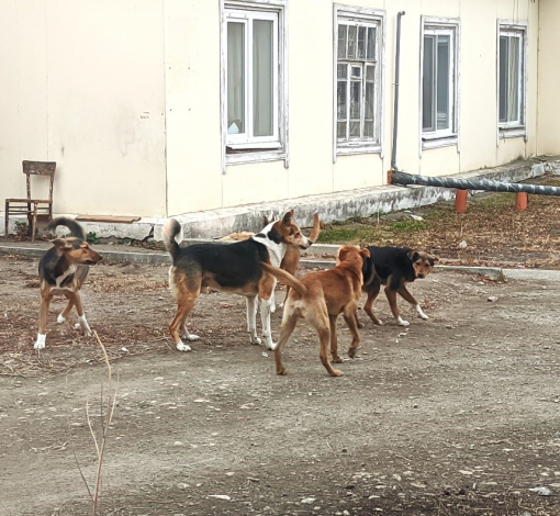 Собаки создают свои банды и кошмарят жителей.