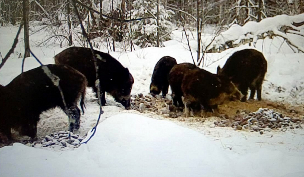 «Кабан хотя и сыт, а мимо кормушки не пройдет». В объектив фотоловушки попали дикие животные