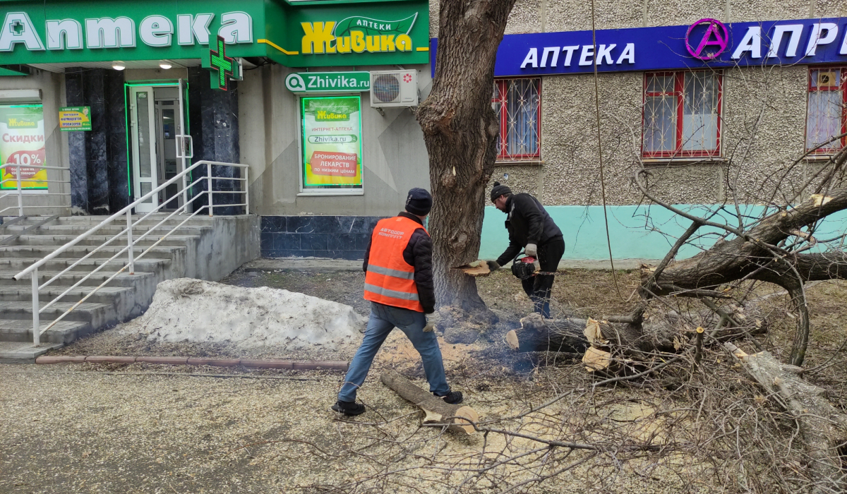 В Артемовском начался спил старых деревьев