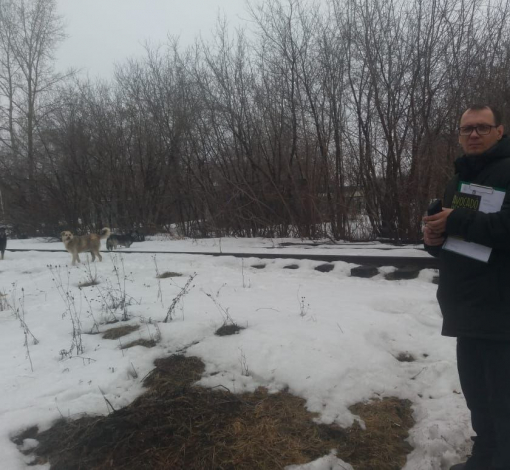 "Городовой" Созонов при обходе встретился со стаей бродячих собак.