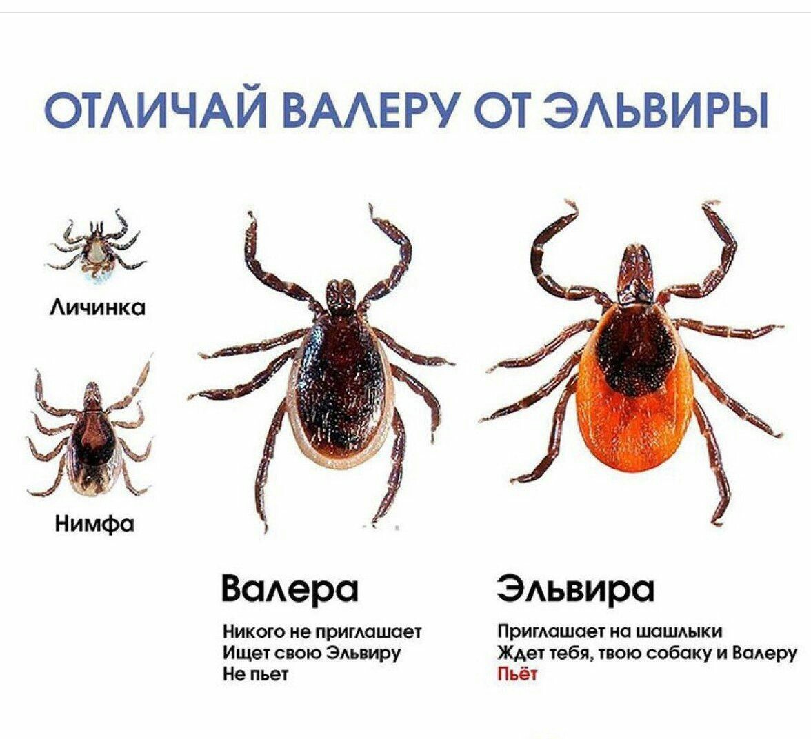 Как выглядят новые виды Куда и как артемовцы могут сдать клеща на исследование