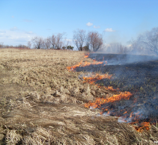 Огонь быстро пожирает сухую траву, приближаясь к лесу. Думайте, прежде чем разжечь костер. 