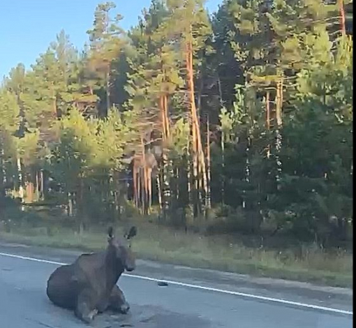 На трассе в сторону Режа лежал сбитый молодой лось.