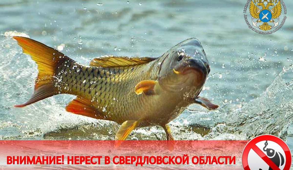 Во время нереста, артемовцы, рыбачить запрещено