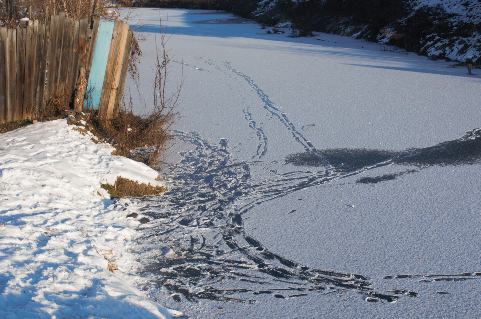 Следы ведут с берега на лед. Фото: Петр Александров, 