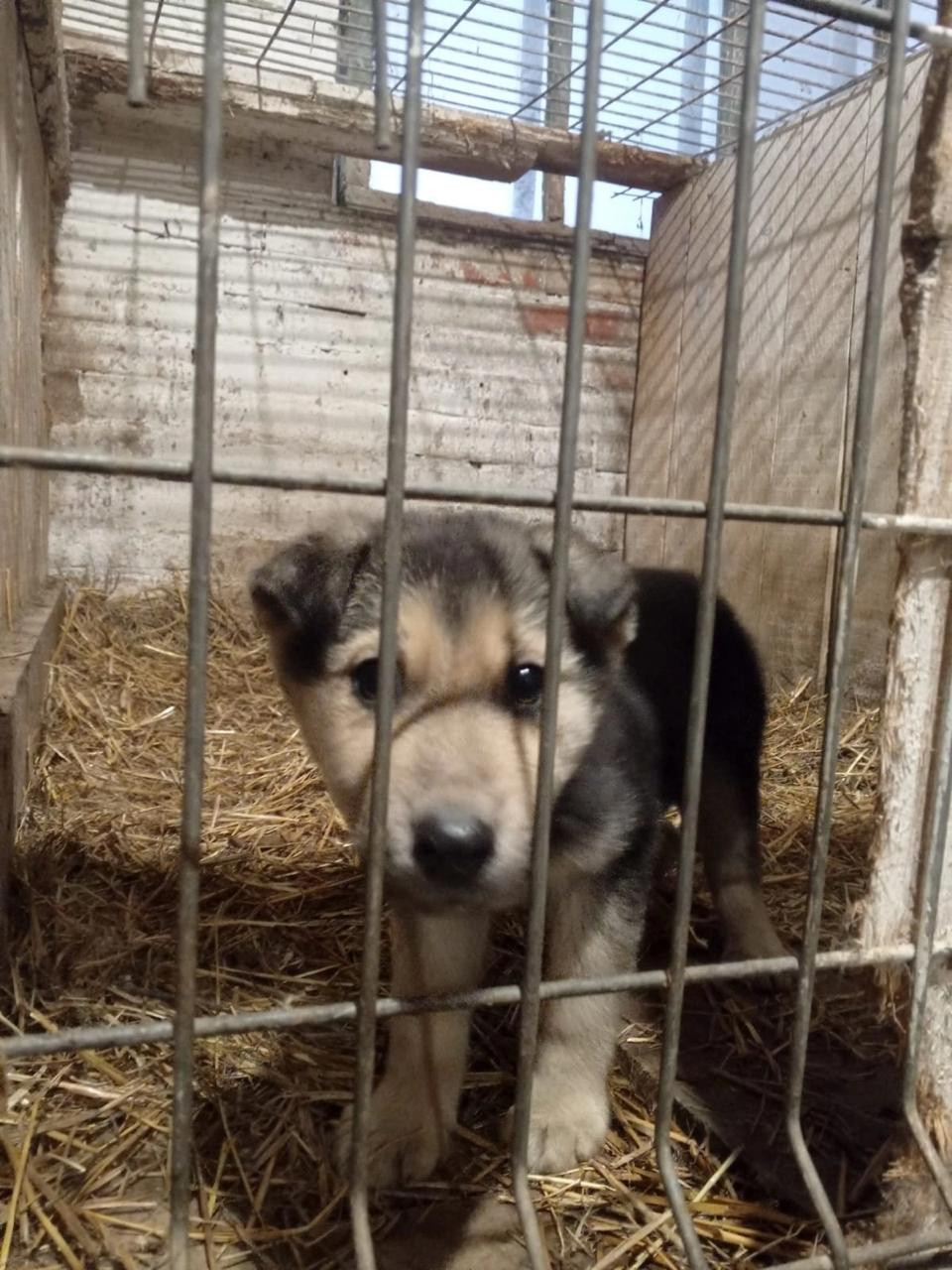 Вот этот малыш прямо из ограды хозяина оказался в камышловском ПКС. Фото: Ольга Полешко.