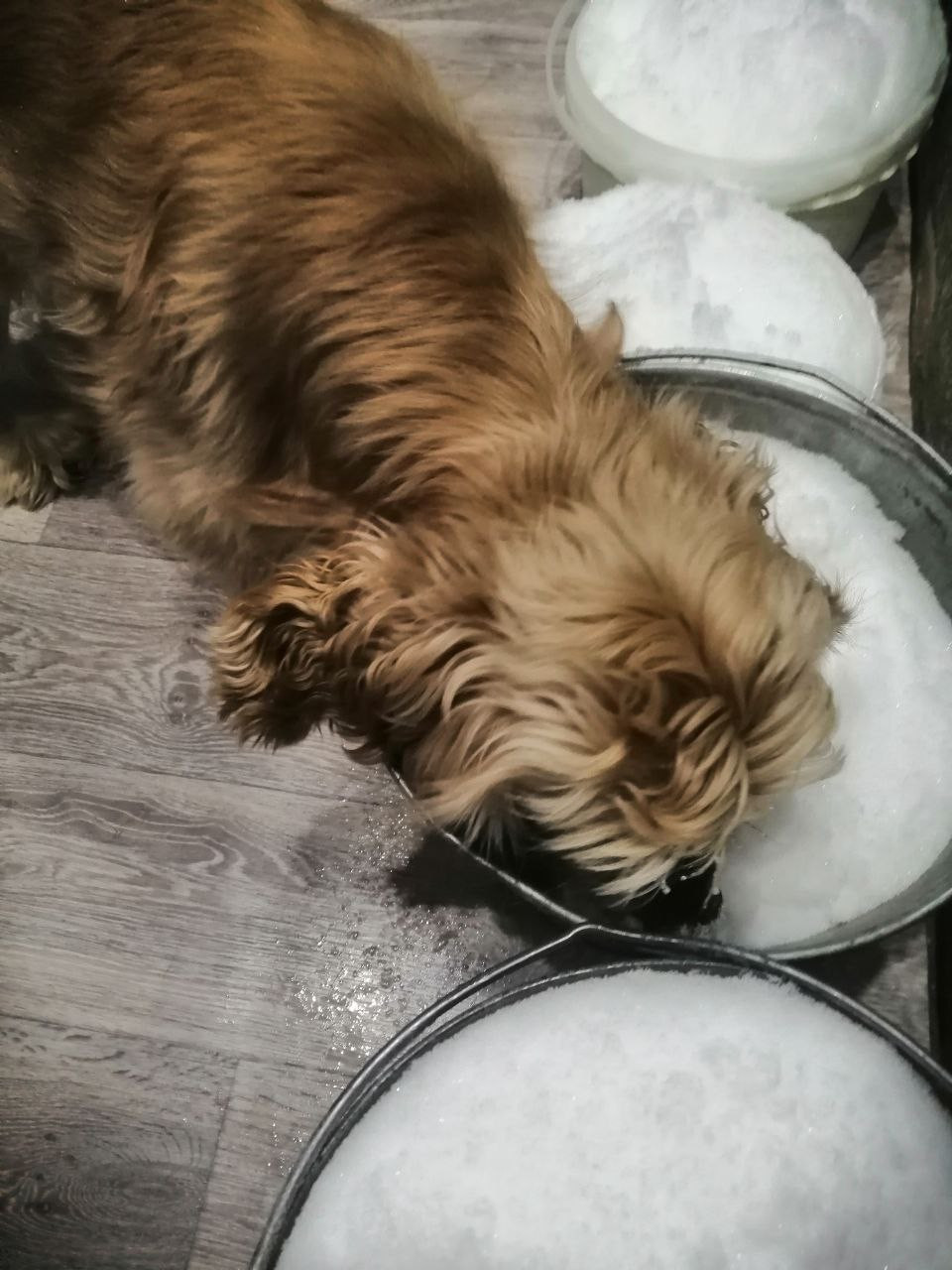Собака Ольги Александровны, не дожидаясь когда растает снег пытается утолить жажду. Фото: читатель, 
