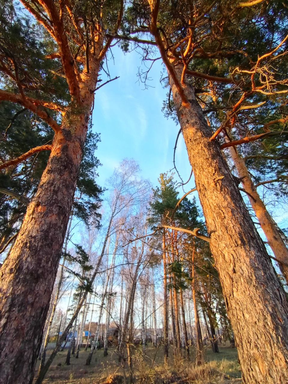 🌲Макушкой  смотрят сосны в небеса, Корни, к сокам ЗемлИ устремляют. Бывают же в Природе чудеса! Небо сосны кроной подметают…